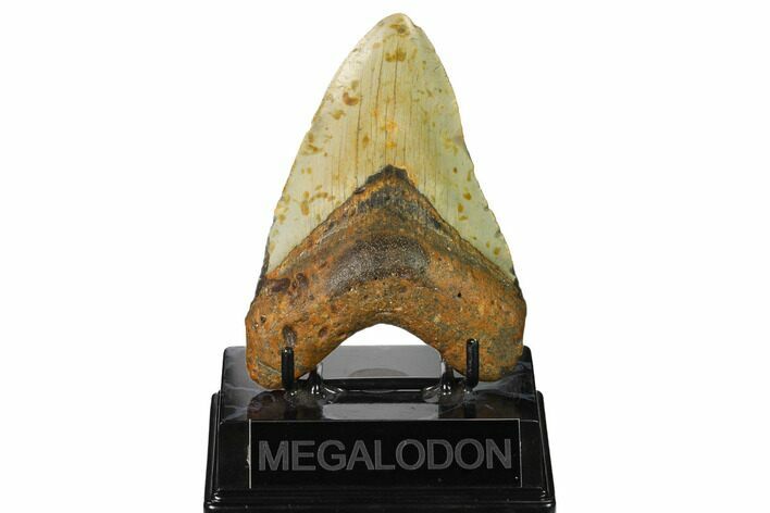 Fossil Megalodon Tooth - North Carolina #164823